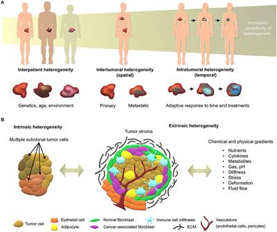 Addressing Patient Specificity in the Engineering of Tumor Models